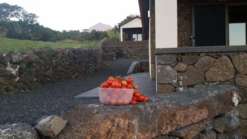 Paim Santo Antonio (Pico Island)